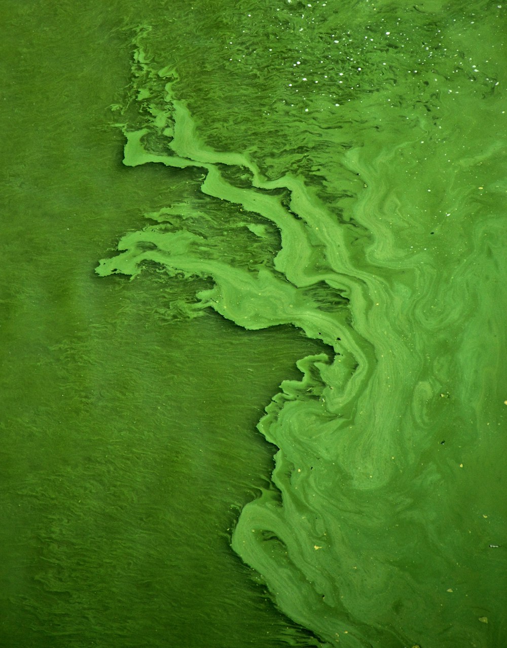 Agua verde con presencia de algas
