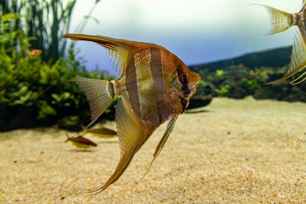 Composición de aquascaping inspirada en la naturaleza