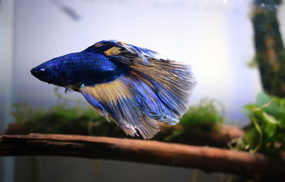Pez betta azul de aletas largas