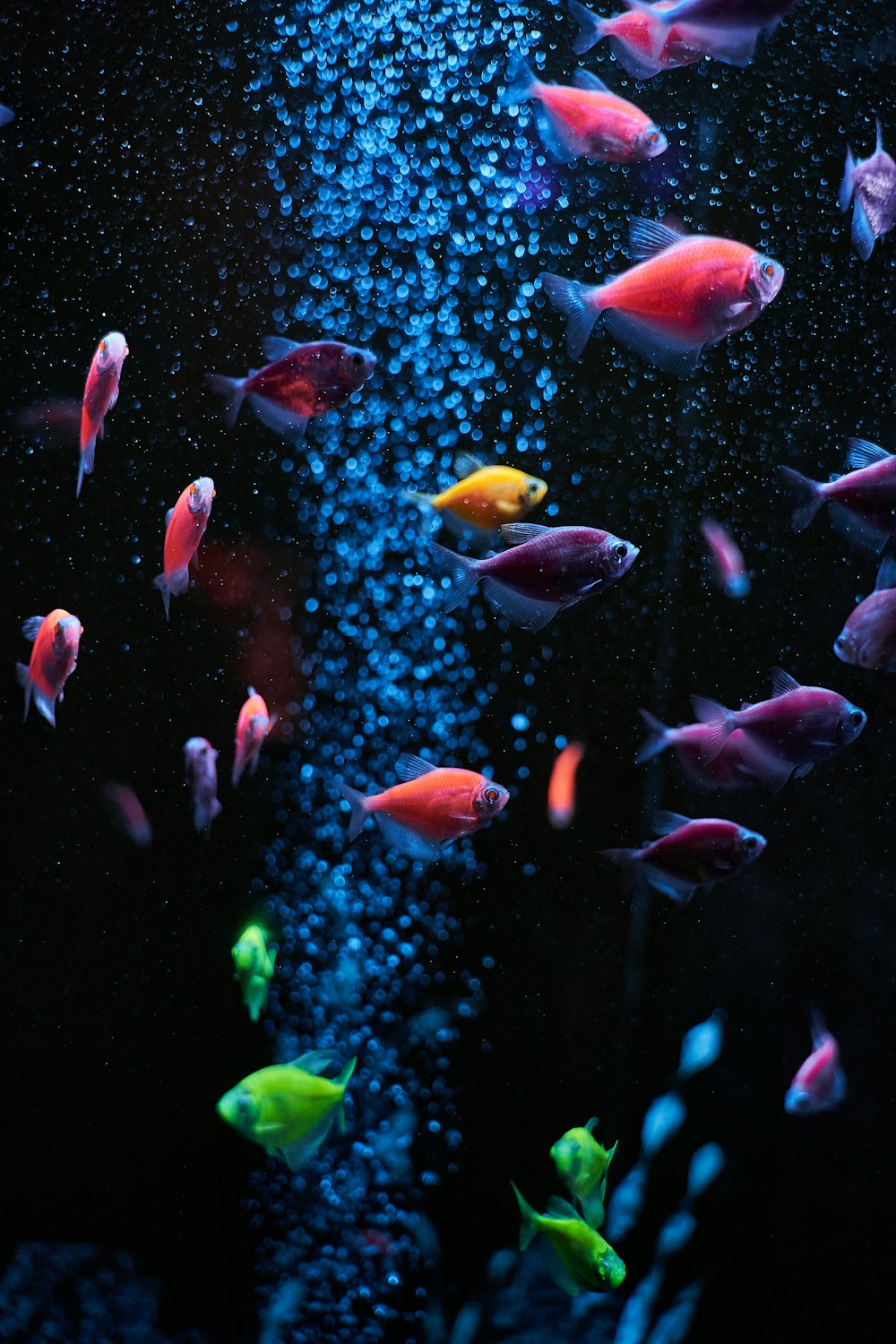 Acuario de agua dulce limpio que ilustra el ciclo del nitrógeno