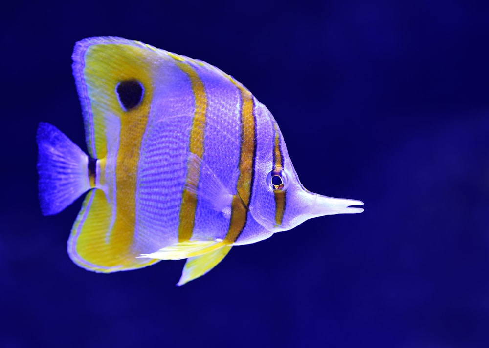 Peces ornamentales tropicales nadando en acuario