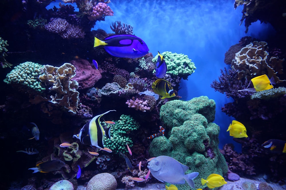Limpieza y mantenimiento de un acuario