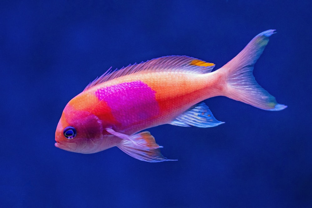 Peces tropicales de colores en el acuario