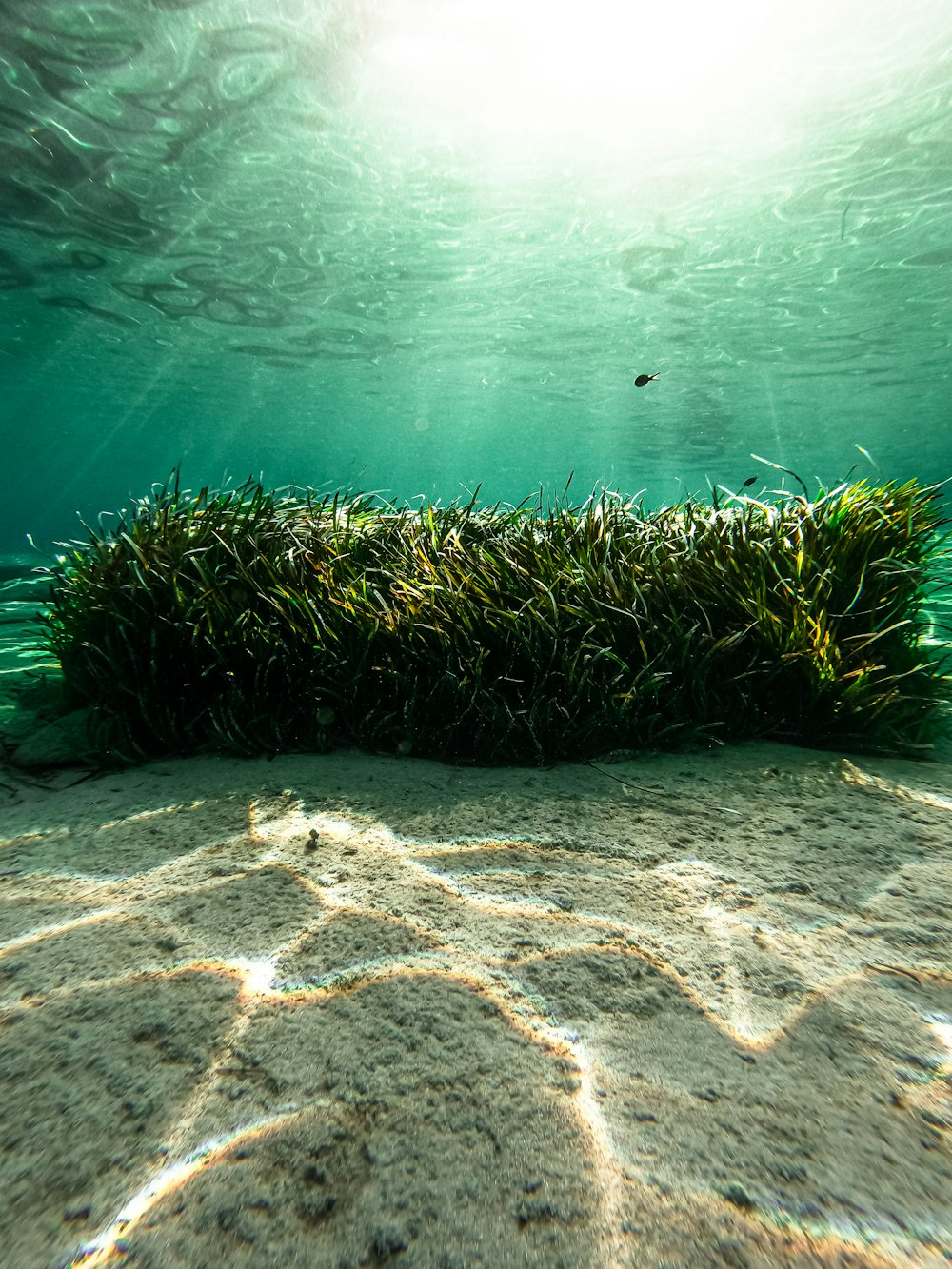 Plantas acuáticas verdes bajo el agua