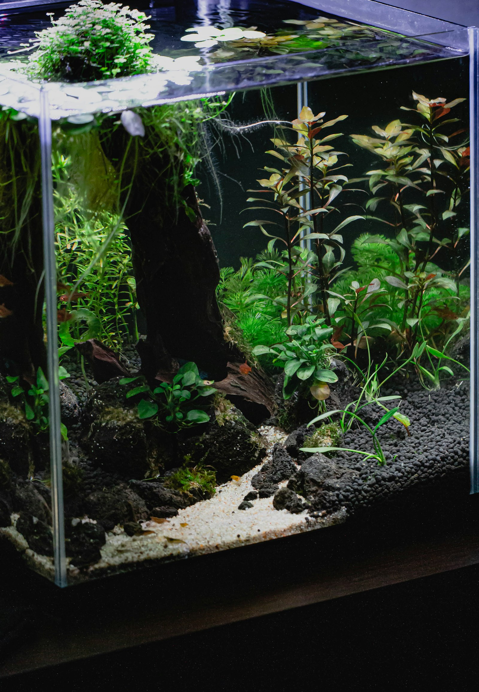 Acuario plantado tipo aquascape con vegetación exuberante y agua cristalina