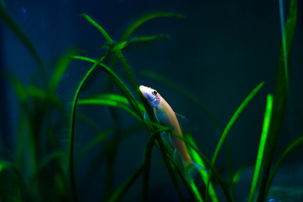 Detalle macro de un acuario plantado