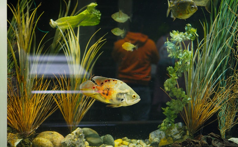 Accesorios y herramientas para el mantenimiento del acuario