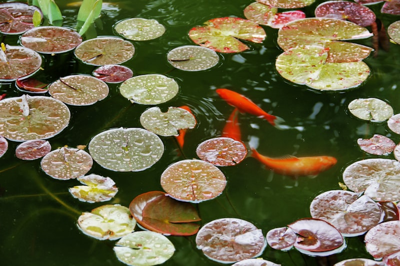 Alimento en escamas para peces tropicales