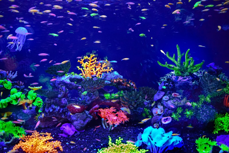 Filtro de acuario para mantener el agua limpia