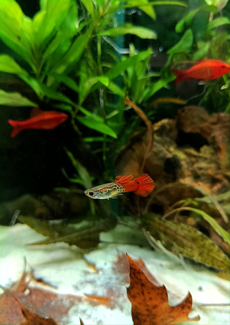Guppy macho tricolor en el acuario
