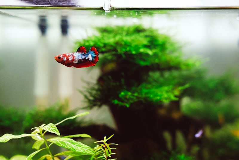 Pecera de cristal lista para montar tu primer acuario