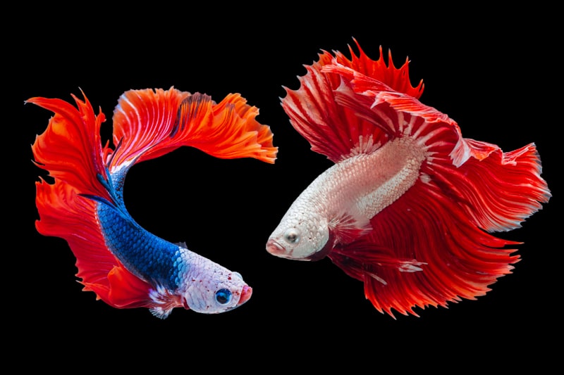Pez ornamental sano gracias al botiquín de peces