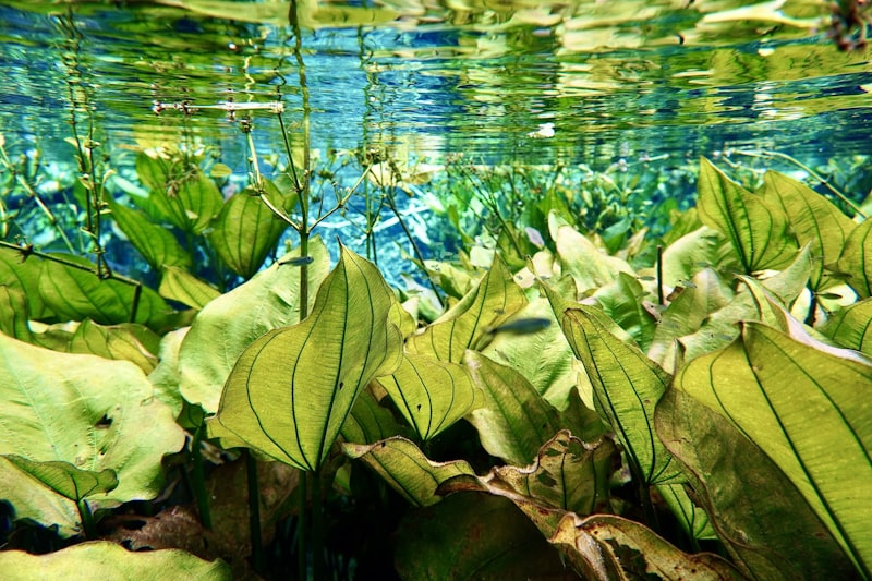 Planta acuática verde dentro del acuario