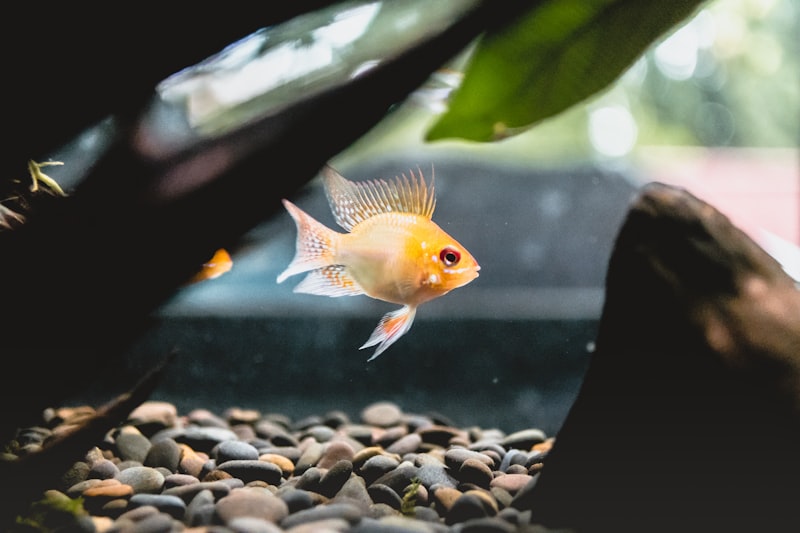 Material filtrante / sustrato para acuario