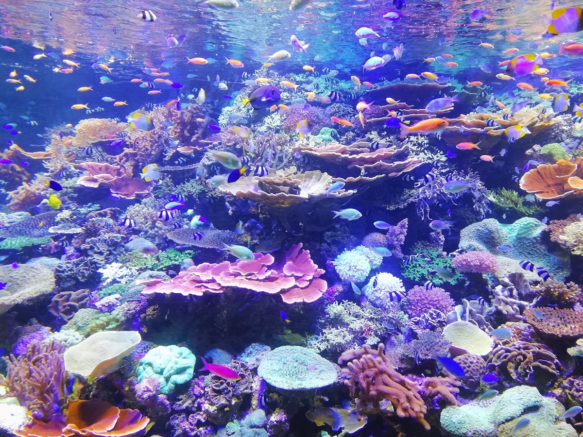 Gran acuario panorámico de gran formato