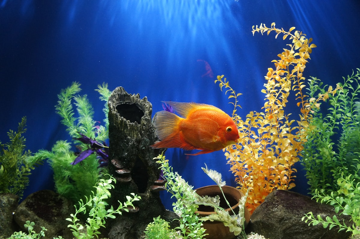 Acuario tropical brillante con peces de colores