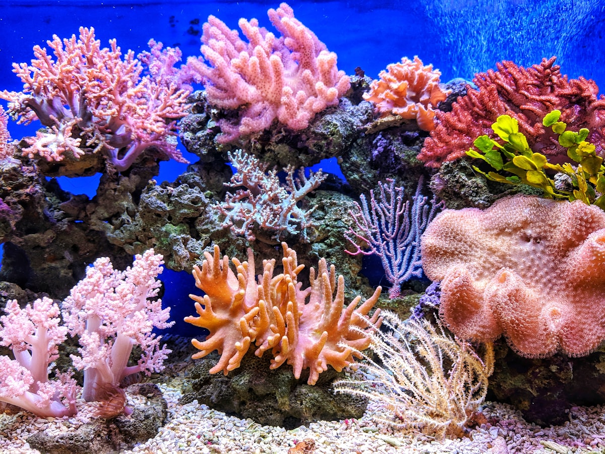 Acuario marino con corales y peces de arrecife