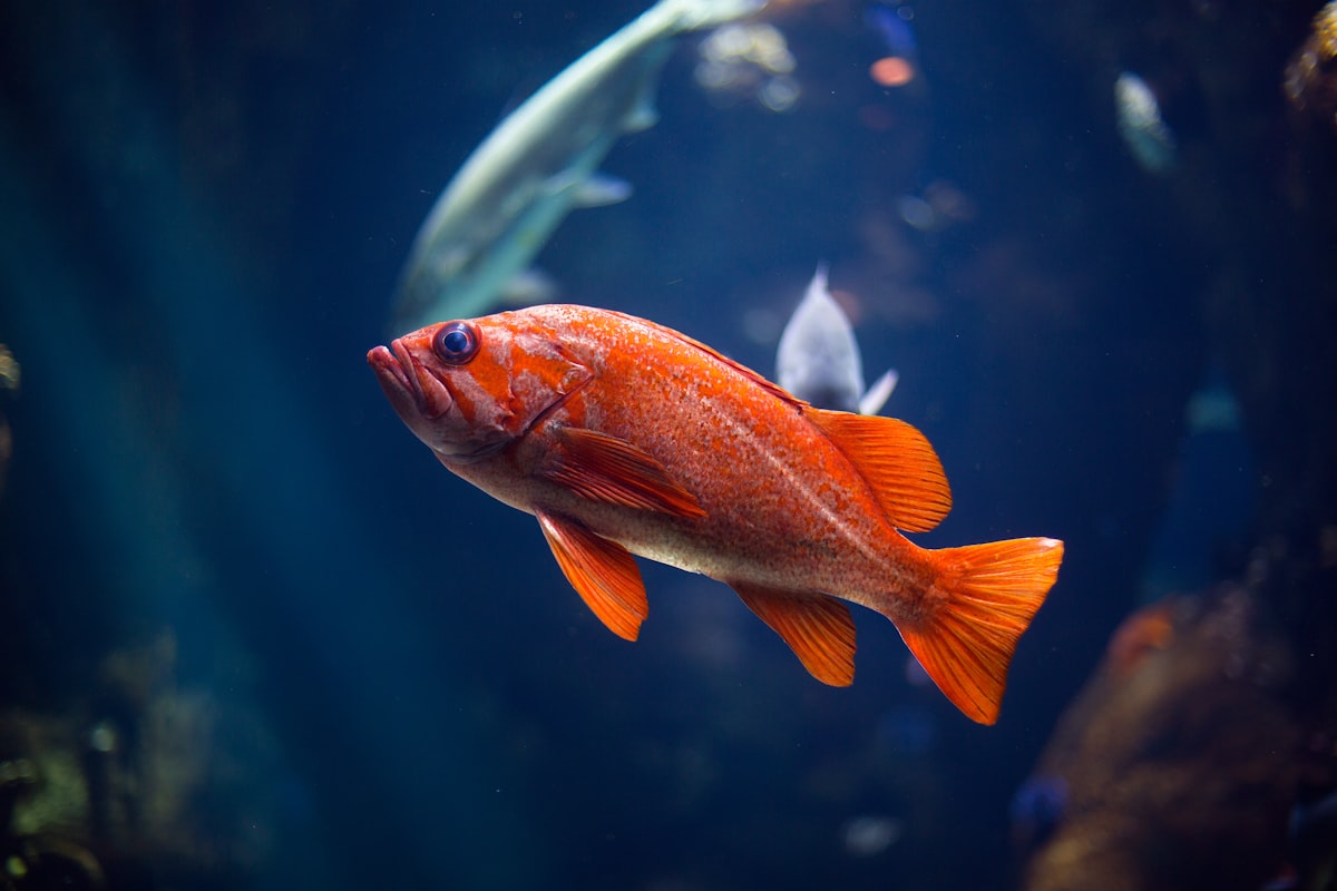 Acuario de agua dulce a medida con peces comunitarios