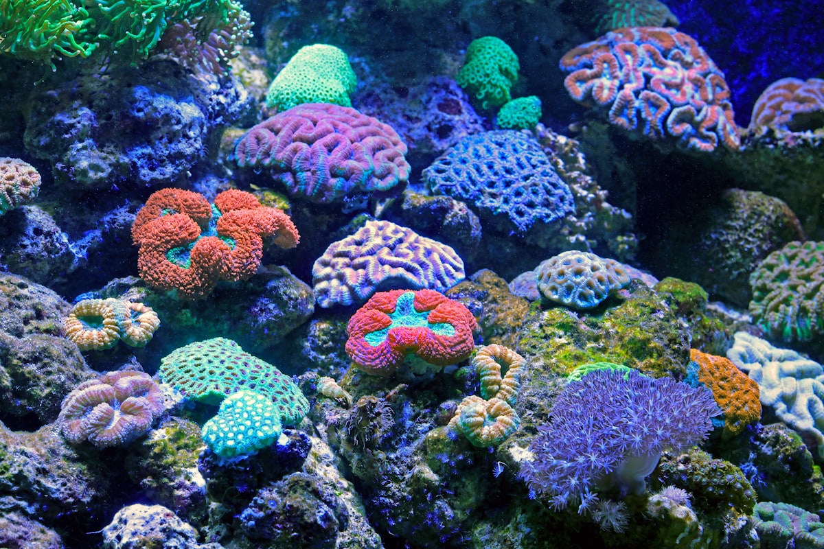 Acuario de arrecife colorido lleno de vida