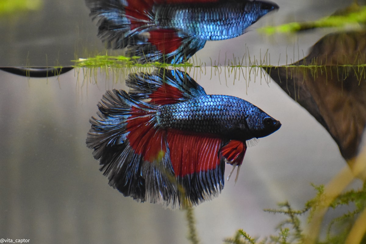 Acuario decorativo con pez betta como acento de diseño