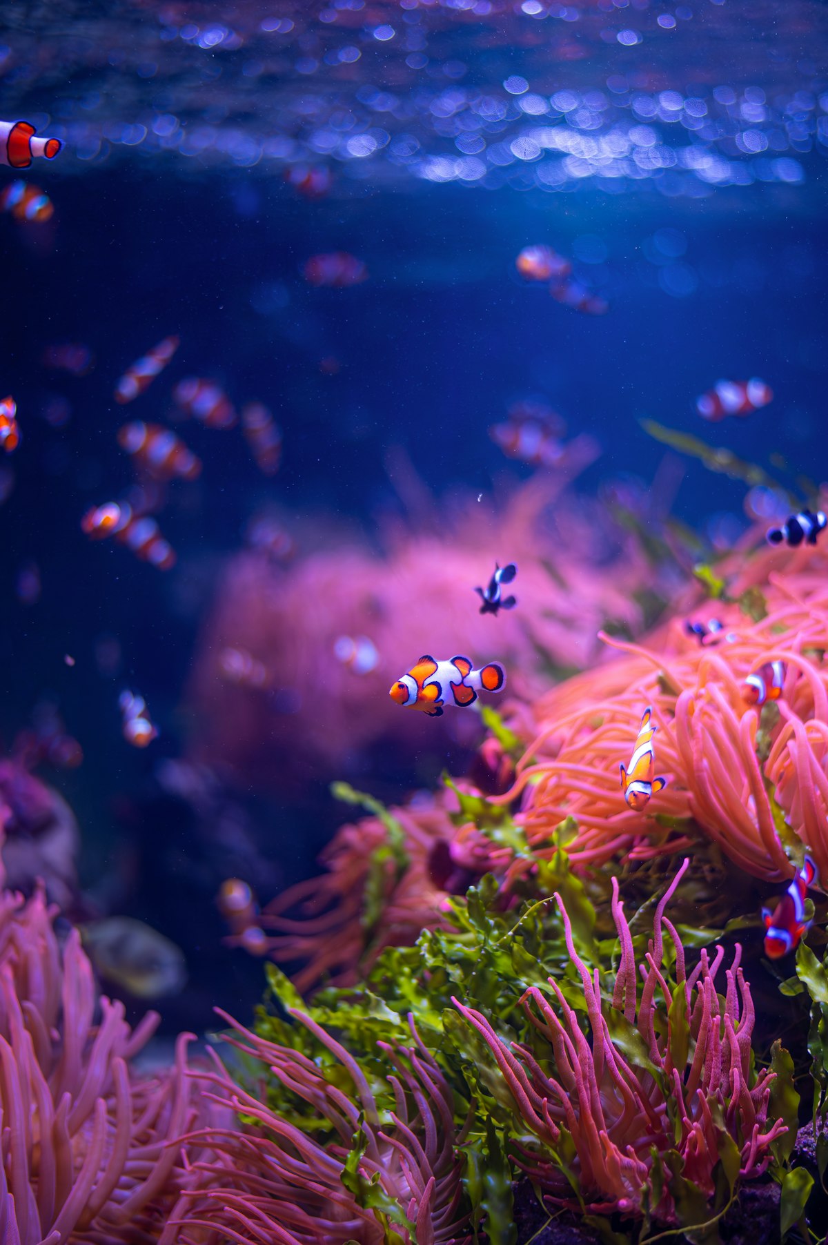 Acuario plantado residencial como pieza central de la sala