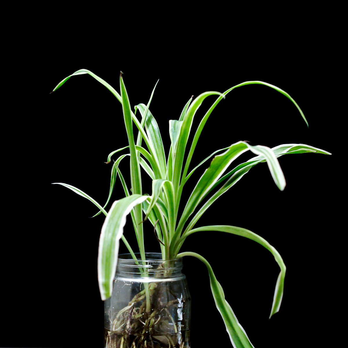 Paludario plantado con vegetación acuática y terrestre